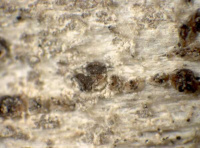 Xylographa vitiligo