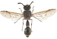 Eumenes coronatus 