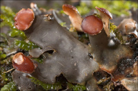 Peltigera horizontalis 